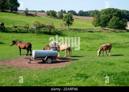 Unterwegs auf dem Rennsteig in Thüringen auf der ersten Etappe von Hörschel nach Ruhla, vorbei an Wiesen und Paddocks. Stockfoto