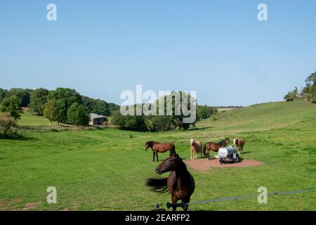 Unterwegs auf dem Rennsteig in Thüringen auf der ersten Etappe von Hörschel nach Ruhla, vorbei an Wiesen und Paddocks. Stockfoto