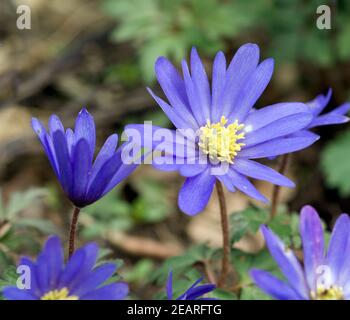 Strahlenanemone, Anemone Blanda Stockfoto