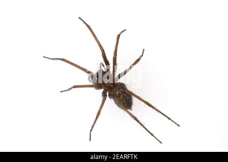 Hausspinne, Grosse, Winkelspinne Stockfoto