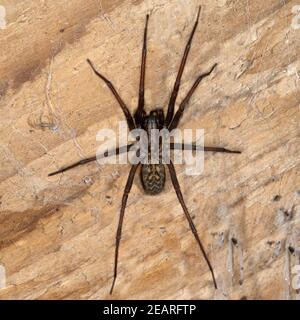 Hausspinne, Grosse, Winkelspinne, Trichterspinne, Tegenaria atrica Stockfoto