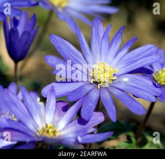 Strahlenanemone, Anemone Blanda Stockfoto