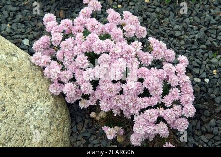 Strand-Grasnelke Armeria maritima Stockfoto