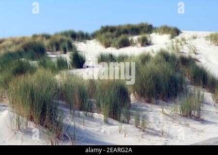 Duene Strandhafer Stockfoto