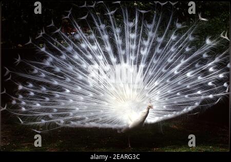 Weisser Pfau, Hochzeitspfau Stockfoto