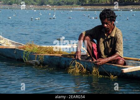 Anbau und Ernte von Agar-Agar-Algen, Insel Alor, Indonesien Stockfoto