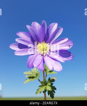 Strahlenanemone Anemone Blanda Stockfoto