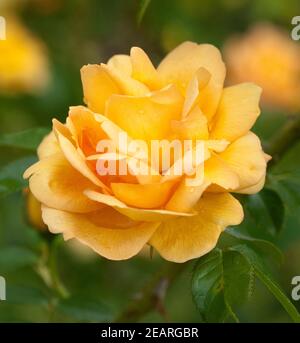 Strauchrose Maigold Stockfoto