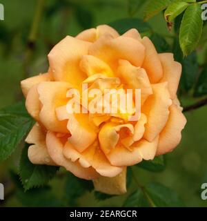 Strauchrose Maigold Stockfoto