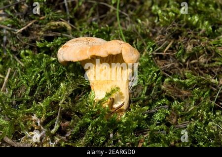 Pfifferlinge Pfifferling Eierschwamm Stockfoto