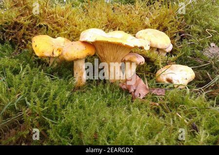 Pfifferlinge, Pfifferling, Eierschwamm, Cantharellus, cibarius Stockfoto