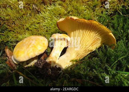 Pfifferlinge, Pfifferling, Eierschwamm, Cantharellus, cibarius Stockfoto