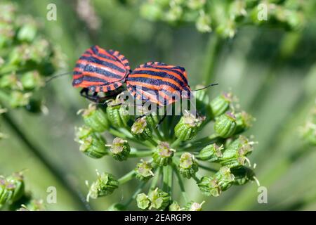Streifenwanze Graphosoma lineatum Stockfoto