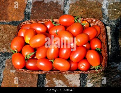 Pflaumentomate, Pflaumen-Buschtomate, Ravello, Lycopersicon, esculentum Stockfoto