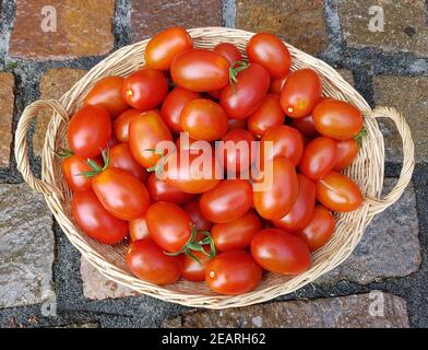 Pflaumentomate, Pflaumen-Buschtomate, Ravello, Lycopersicon, esculentum Stockfoto