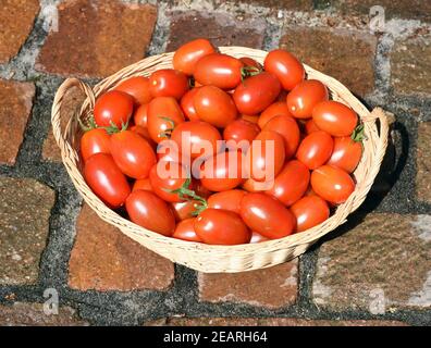 Pflaumentomate, Pflaumen-Buschtomate, Ravello, Lycopersicon, esculentum Stockfoto