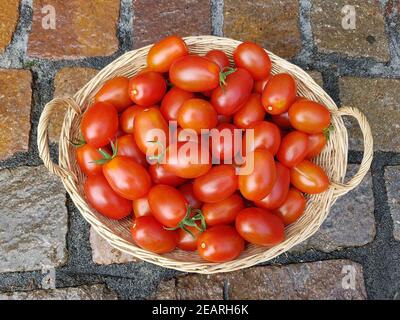 Pflaumentomate, Pflaumen-Buschtomate, Ravello, Lycopersicon, esculentum Stockfoto