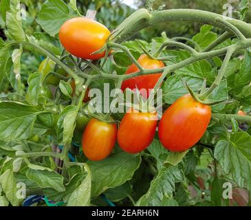 Pflaumentomate, Pflaumen-Buschtomate, Ravello, Lycopersicon, esculentum Stockfoto