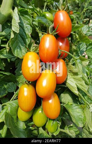 Pflaumentomate, Pflaumen-Buschtomate, Ravello, Lycopersicon, esculentum Stockfoto