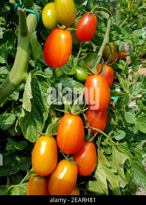 Pflaumentomate, Pflaumen-Buschtomate, Ravello, Lycopersicon, esculentum Stockfoto