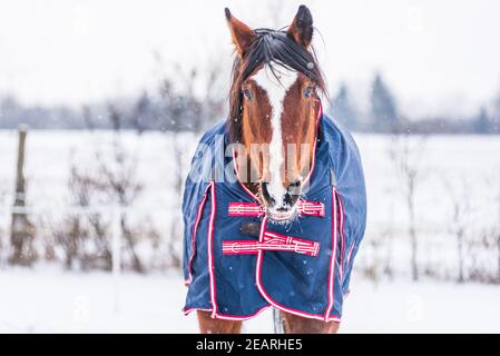 Pferd trägt einen blauen Teppich - eine Abdeckung, die das Pferd vor der Kälte schützt. Das Pferd schaut direkt in die Linse. Ein kalter, sonniger Tag im Winter Stockfoto