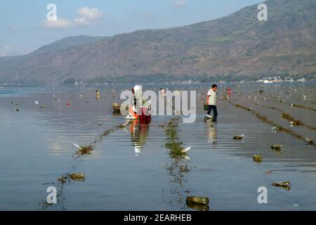 Anbau und Ernte von Agar-Agar-Algen, Insel Alor, Indonesien Stockfoto