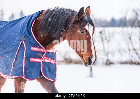 Pferd trägt einen blauen Teppich - eine Abdeckung, die das Pferd vor der Kälte schützt. Das Pferd schaut direkt in die Linse. Ein kalter, sonniger Tag im Winter Stockfoto