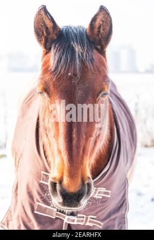 Ein Porträt eines schlafenden Pferdes in einem Teppich gekleidet - eine Decke, die das Pferd vor der Kälte schützt. Ein kalter, sonniger Tag im Winter. Stockfoto