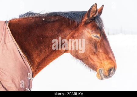 Ein Porträt eines schlafenden Pferdes in einem Teppich gekleidet - eine Decke, die das Pferd vor der Kälte schützt. Ein kalter, sonniger Tag im Winter. Stockfoto