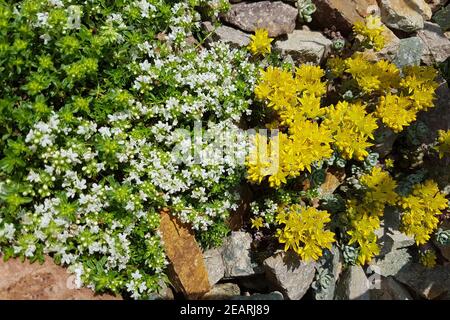 Thymus vulgaris, Gewürz, Heilpflanze, Kraeuter Stockfoto