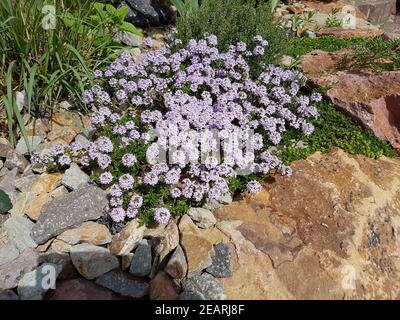 Thymus vulgaris, Gewürz, Heilpflanze, Kraeuter, Kuechenkraeuter Stockfoto