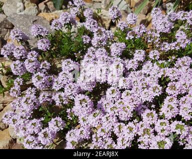 Thymus vulgaris, Gewürz, Heilpflanze, Kraeuter, Kuechenkraeuter Stockfoto