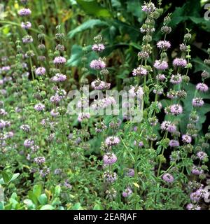 Poleiminze; Pfefferminze; Mentha Pulegium, Heilpflanzen, Stockfoto