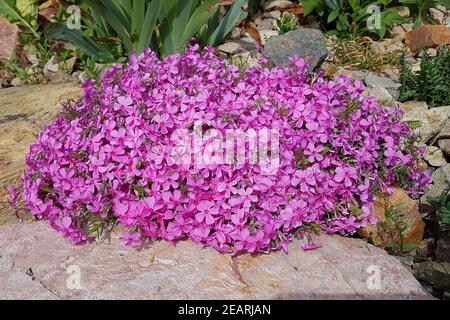 Polsterphlox, Moos-Phlox, Phlox Subulata, Zwerphlox Stockfoto