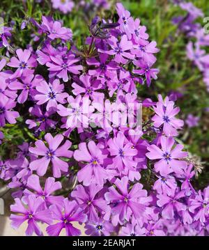 Polsterphlox, Moos-Phlox, Phlox subulata Stockfoto