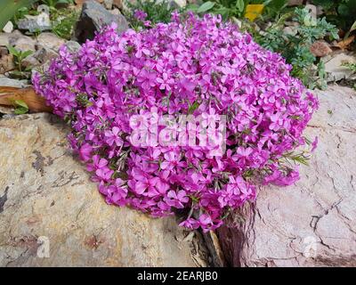 Polsterphlox, Moos-Phlox, Phlox Subulata, Zwerphlox Stockfoto