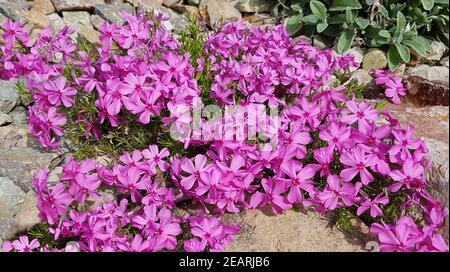 Polsterphlox, Moos-Phlox, Phlox Subulata, Zwerphlox Stockfoto