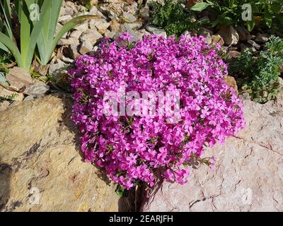 Polsterphlox, Moos-Phlox, Phlox subulata Stockfoto