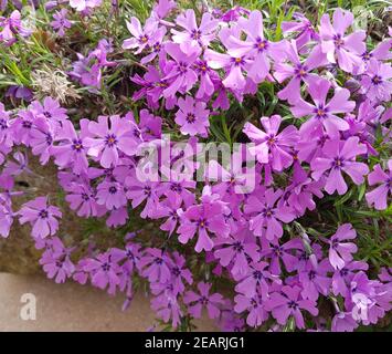 Polsterphlox, Moos-Phlox, Phlox subulata Stockfoto