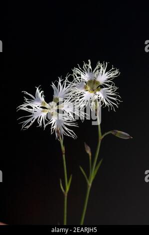 Prachtnelke, Superbus Dianthus Stockfoto
