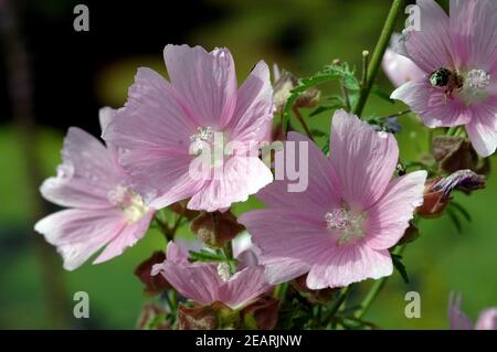 Preyriemalve, Sidalcea oregana Stockfoto