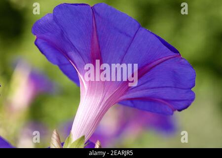 Purpur Prunkwinde Stockfoto