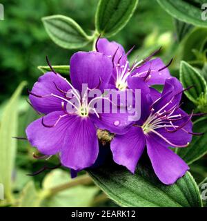 Tibouchina, Prinzessinnenblume Stockfoto