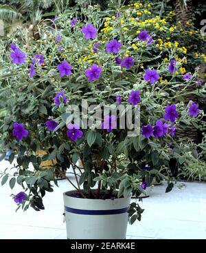 Prinzessinnenblume, Tibouchina Stockfoto