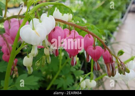 Traenendes, Herz, Dicentra, spectabiles Stockfoto