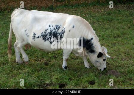 Pustertaler Schecken, Rinde Stockfoto