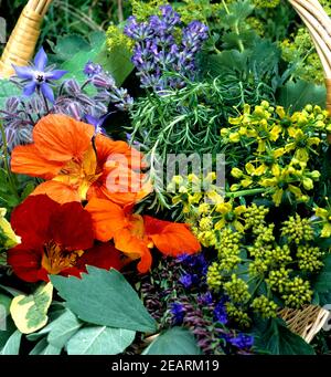 Kräuter, Küchenkräuter, Heilpflanzen, Lavendel, Pfefferminze, Kapuzinerkresse, Boretsch, Bohnenkraut, Weinraute, Ysop, Salbei, Frauenmantel Stockfoto
