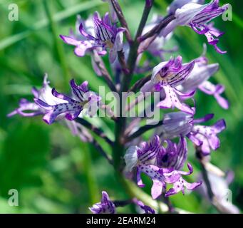 Helm Knabenkraut, Orchis militaris Stockfoto