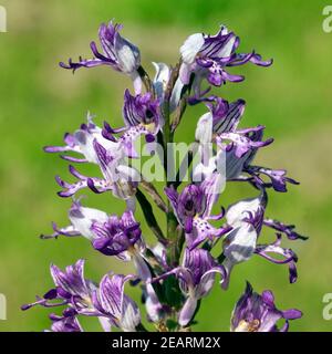 Helm Knabenkraut, Orchis militaris Stockfoto