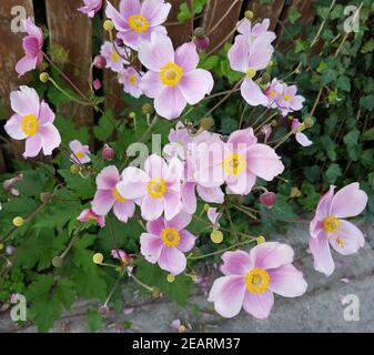 Herbstanemone Anemone tomentosa Stockfoto